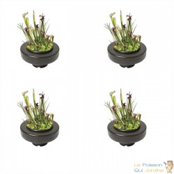 4 Paniers flottants 22 cm de diamètre pour plantes de bassins de jardin et étangs