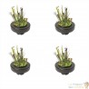 4 Paniers flottants 22 cm de diamètre pour plantes de bassins de jardin et étangs