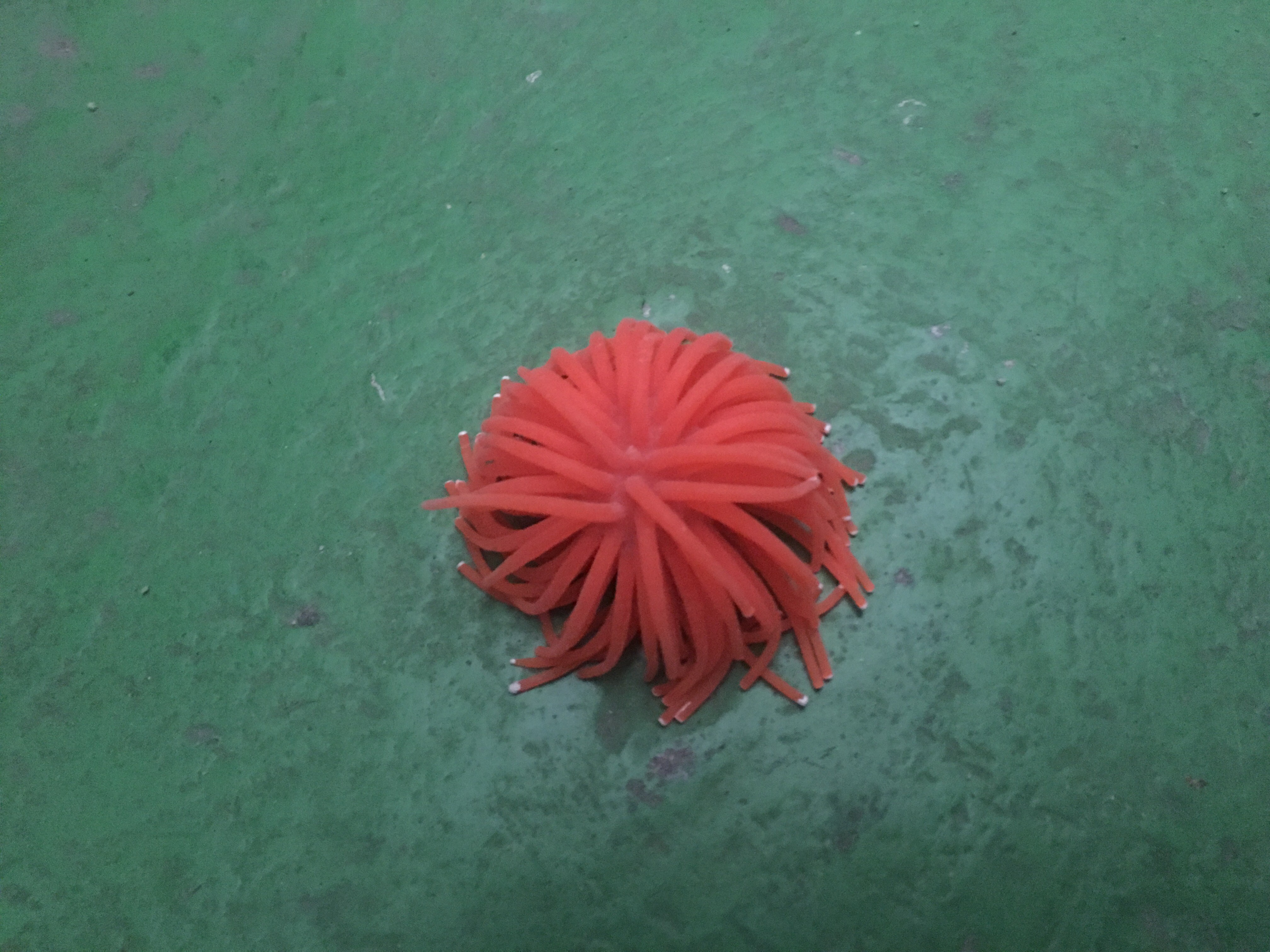 Anémone orange medium décoration aquariums