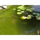 Produit 500ml Anti Algues Et Eau Claire Pour Bassins Et Étangs Algadrex