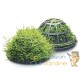 Dome support de plante d'aquariums : Décoration exemple avec plantes aquariums