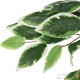 Ficus 80 cm Artificielle. Pour une décoration d'intérieur Sublimée