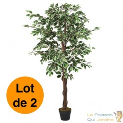 Lot de 2 Ficus 80 cm. Pour une décoration d'intérieur Sublimée