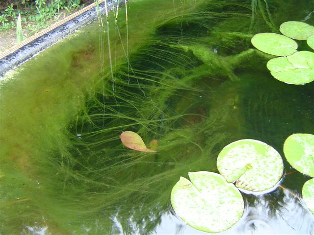 Lutter contre les algues vertes et filamenteuses du bassin